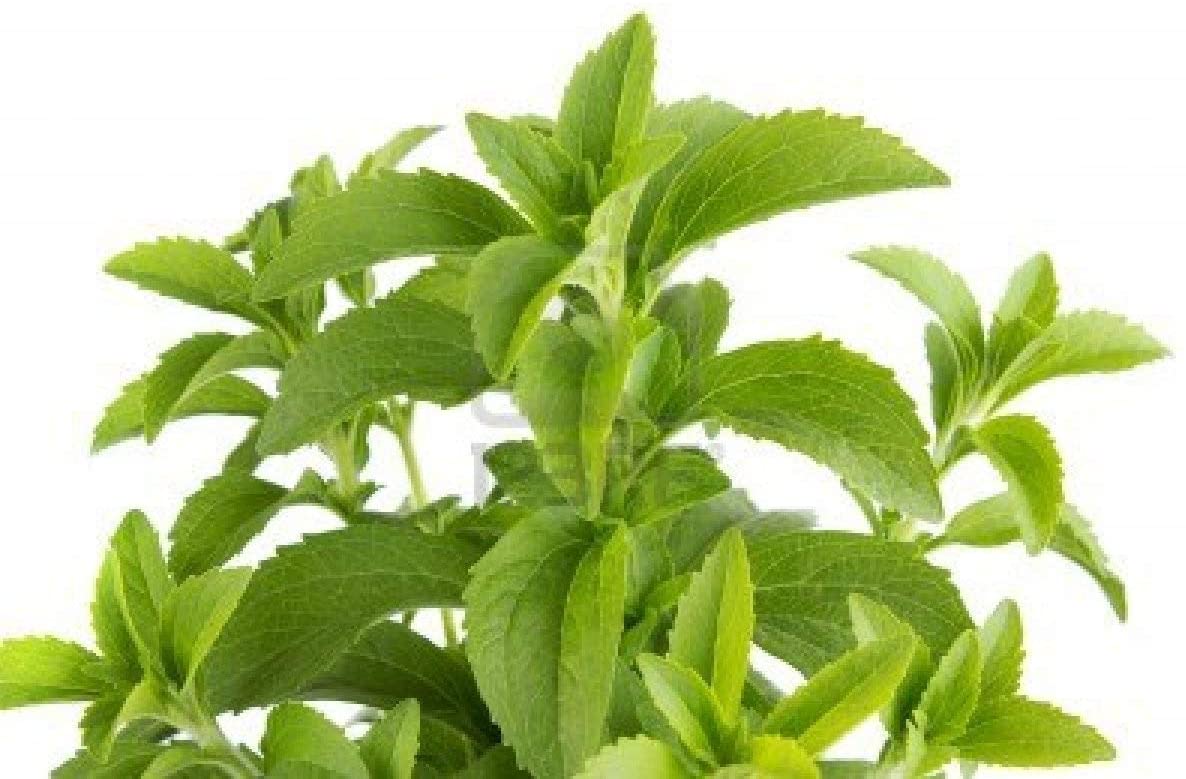 Pure & Natural Stevia Liquid Drops 20 ML