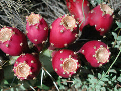 Fresh and Organic Prickly Pear Fruit