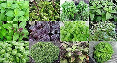 Pure & Natural Extract of Five Types of Holy Basil Drops ( Liquid Tulsi ) 30ml