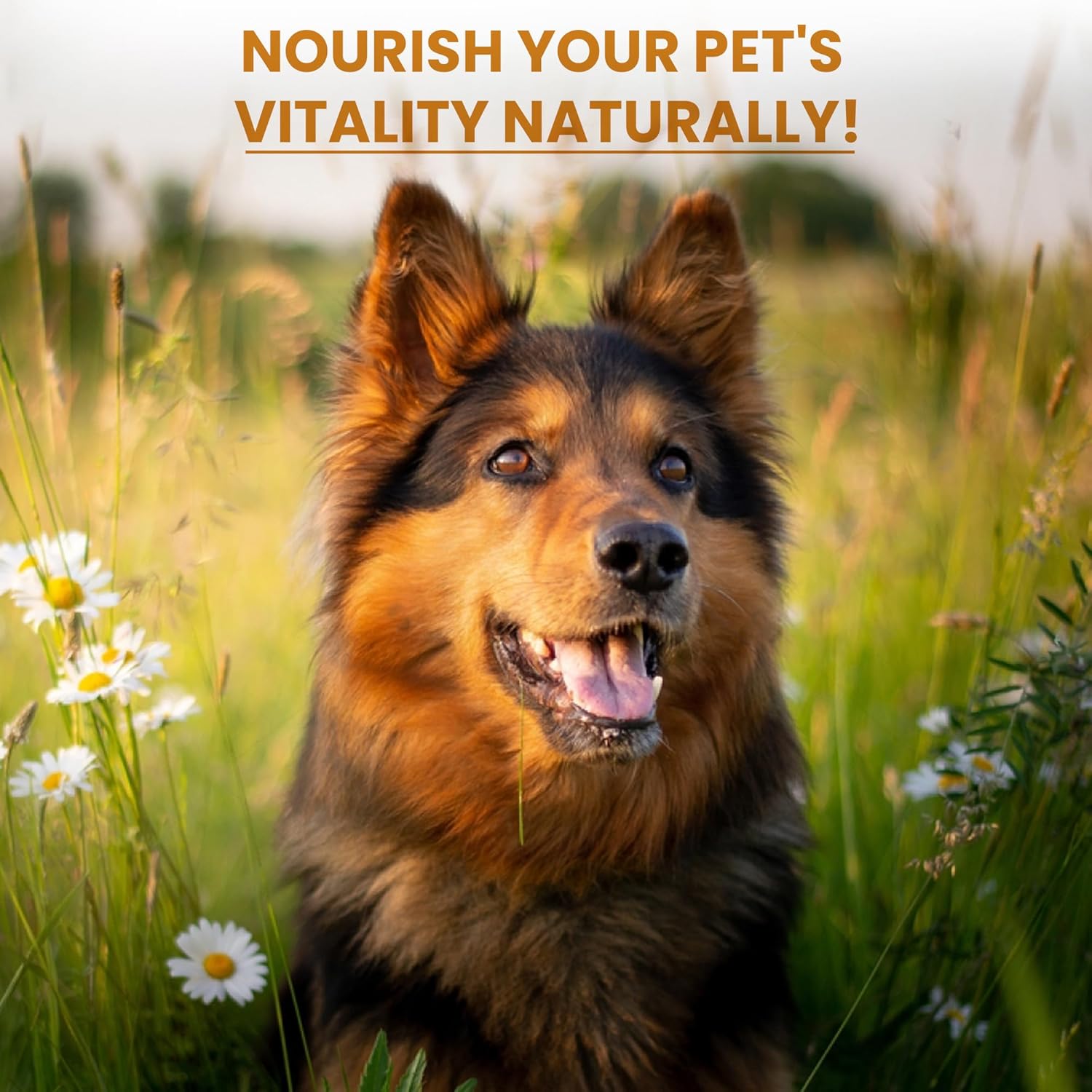 Organic Pumpkin Powder 200g for Dog, Cat & Horse