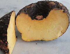 Organic Suran 