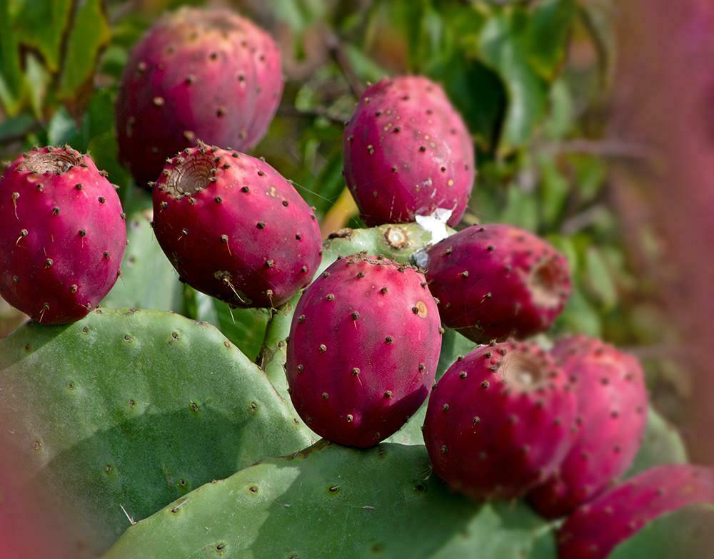  Organic Prickly Pear Fruit 