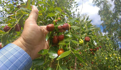 Natural Jujube Powder