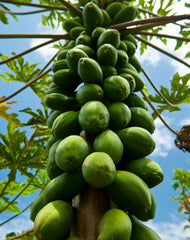 Natural Papaya Leaf Veg Capsules