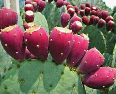 Buy Organic Prickly Pear Fruit & Pad Powder 