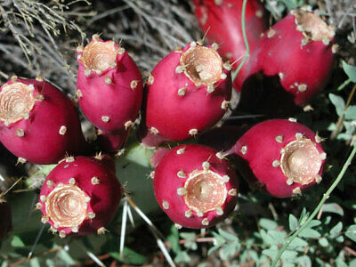 Fresh and  Organic Prickly Pear Fruit 
